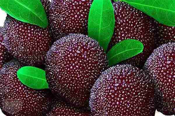 2019湖南楊梅采摘節(jié)盤(pán)點(diǎn) 懷化楊梅采摘地有哪些 