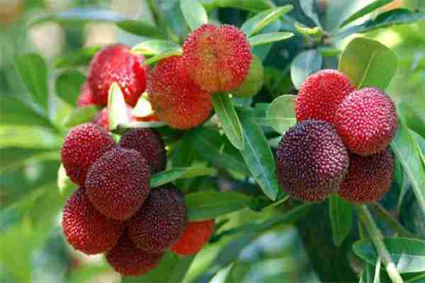 2019湖南楊梅采摘節(jié)盤(pán)點(diǎn) 懷化楊梅采摘地有哪些 