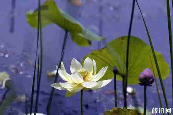 濟南看荷花的地方推薦