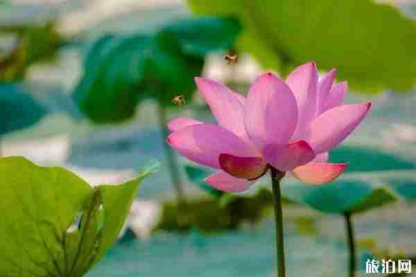 濟南看荷花的地方推薦