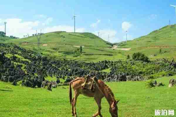 2019普者黑荷花開了嗎+觀賞攻略 2019普者黑荷花開了嗎+觀賞攻略