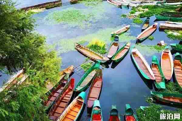 2019普者黑荷花開了嗎+觀賞攻略 2019普者黑荷花開了嗎+觀賞攻略