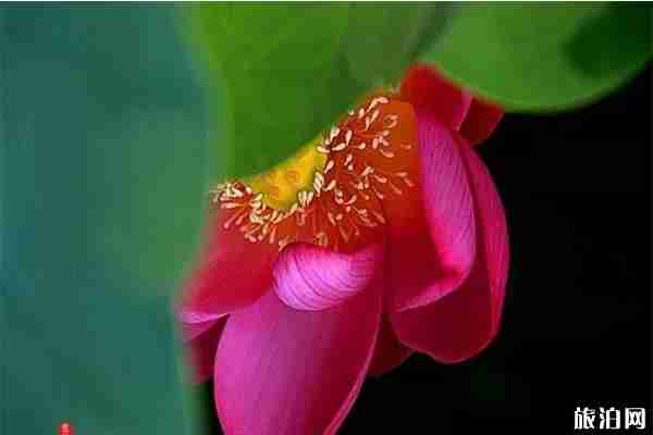 2019淮陽(yáng)龍湖賞荷旅游月 附活動(dòng)時(shí)間安排