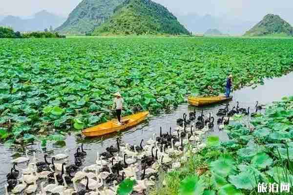 2019普者黑荷花開了嗎+觀賞攻略 2019普者黑荷花開了嗎+觀賞攻略