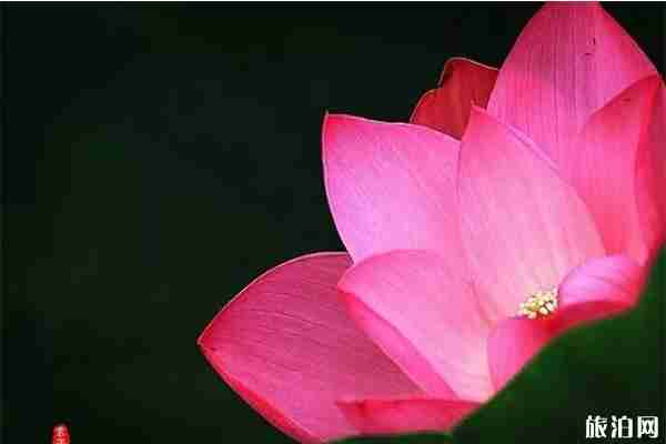 2019淮陽(yáng)龍湖賞荷旅游月 附活動(dòng)時(shí)間安排