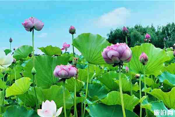 2019固城湖水慢城荷花節活動攻略 2019固城湖水慢城荷花節活動攻略