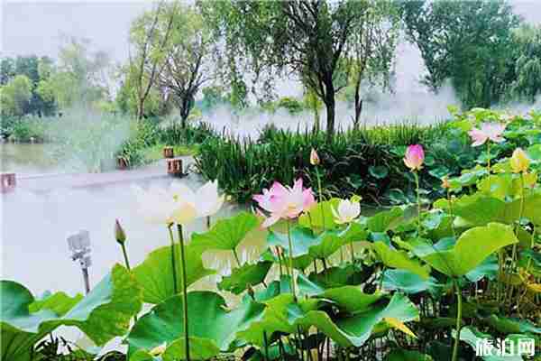 2019固城湖水慢城荷花節活動攻略 2019固城湖水慢城荷花節活動攻略