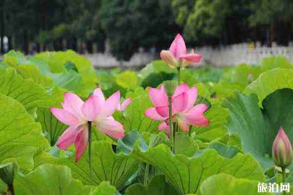 2019翠湖荷花節時間+地點+門票+交通+介紹