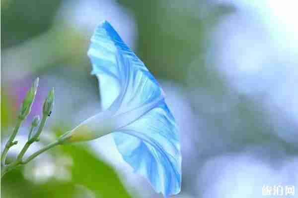 日本風(fēng)物詩(shī)是什么意思 日本夏季風(fēng)物詩(shī)有哪些 日本風(fēng)物詩(shī)是什么意思 日本夏季風(fēng)物詩(shī)有哪些