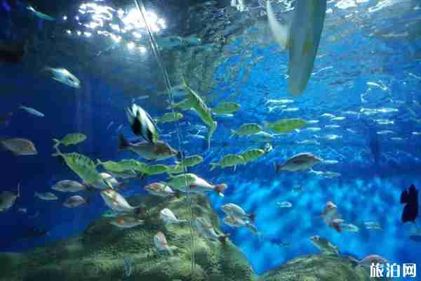 2019大連圣亞海洋世界門票優惠政策+表演項目+交通