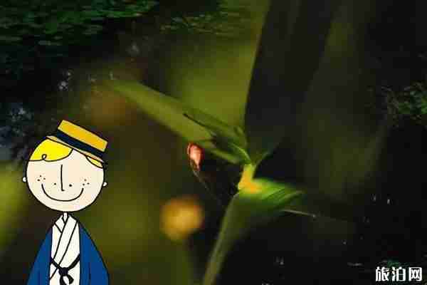 日本螢火蟲的象征意義 日本大阪螢火蟲觀看地點推薦