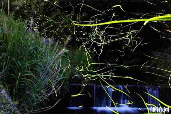 日本看螢火蟲的地方推薦+攻略 日本看螢火蟲的地方推薦+攻略