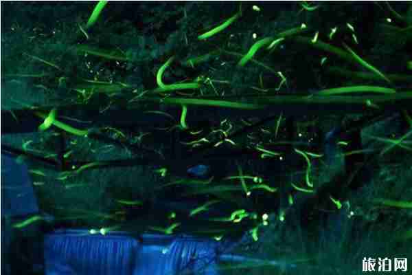 日本看螢火蟲的地方推薦+攻略 日本看螢火蟲的地方推薦+攻略