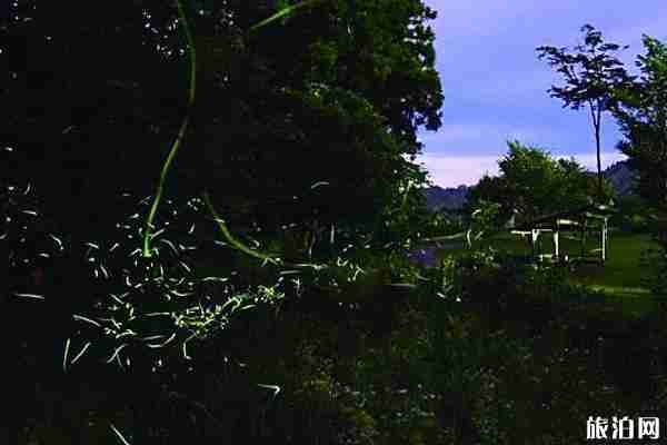 日本看螢火蟲的地方推薦+攻略 日本看螢火蟲的地方推薦+攻略