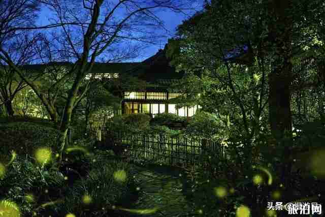 日本看螢火蟲的地方推薦+攻略 日本看螢火蟲的地方推薦+攻略