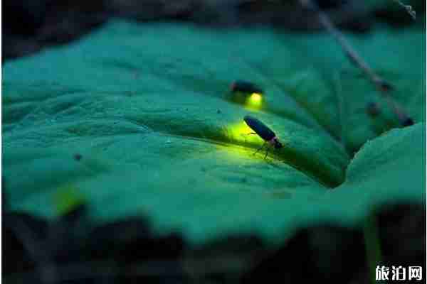 看螢火蟲的季節 國內看螢火蟲的地方推薦 看螢火蟲的季節 國內看螢火蟲的地方推薦
