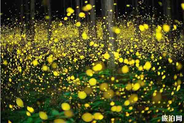 看螢火蟲的季節 國內看螢火蟲的地方推薦 看螢火蟲的季節 國內看螢火蟲的地方推薦