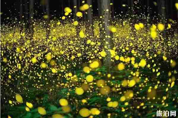 重慶看螢火蟲的月份 重慶周邊看螢火蟲的地方推薦 重慶看螢火蟲的月份 重慶周邊看螢火蟲的地方推薦
