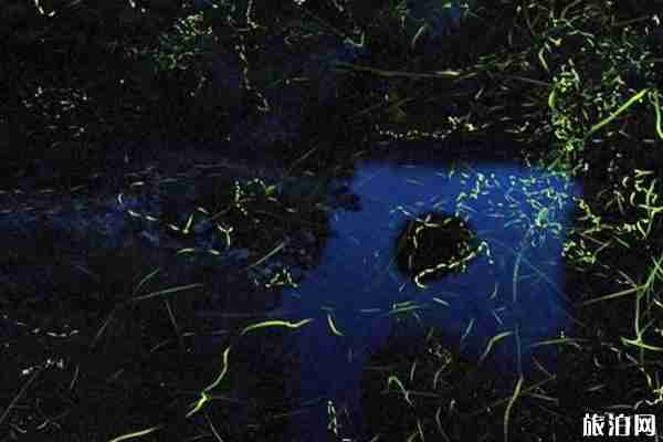 日本螢火蟲觀看時節(jié) 日本九州螢火蟲觀看地點推薦