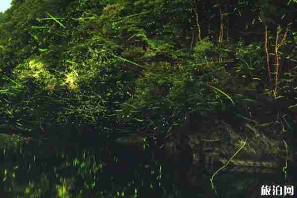 日本螢火蟲觀看時節(jié) 日本九州螢火蟲觀看地點推薦