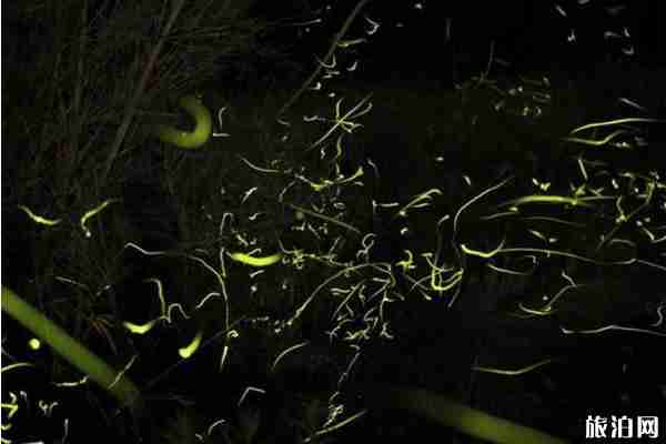 日本螢火蟲觀看時節(jié) 日本九州螢火蟲觀看地點推薦