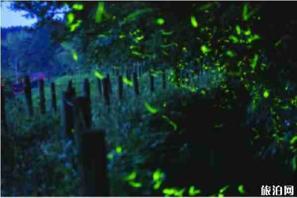 日本螢火蟲觀看時節(jié) 日本九州螢火蟲觀看地點推薦