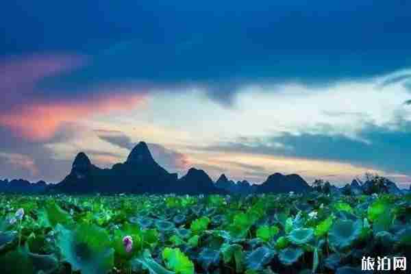 柳州百朋荷花節(jié)2019時間+地點(diǎn)+節(jié)目+活動介紹