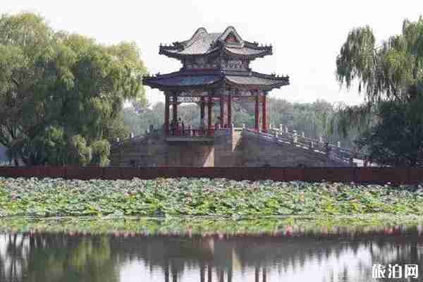 北京有荷花的公園有哪些