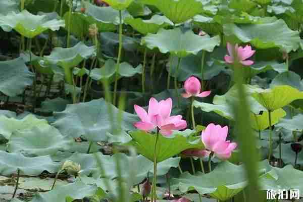 北京有荷花的公園有哪些