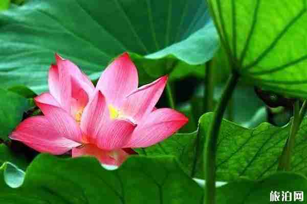 北京有荷花的公園有哪些