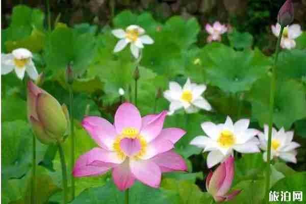 2019桂林看荷花的地方推薦