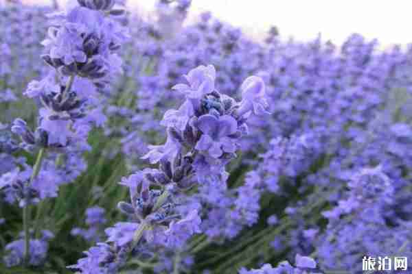 山東薰衣草花海在哪里看