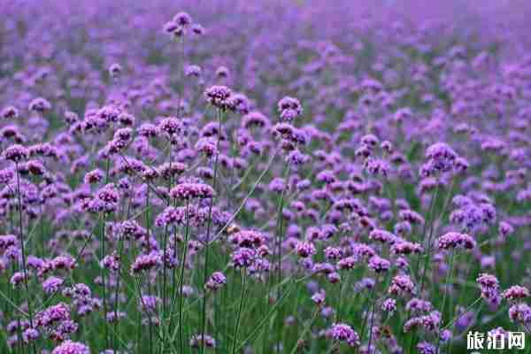 山東薰衣草花海在哪里看