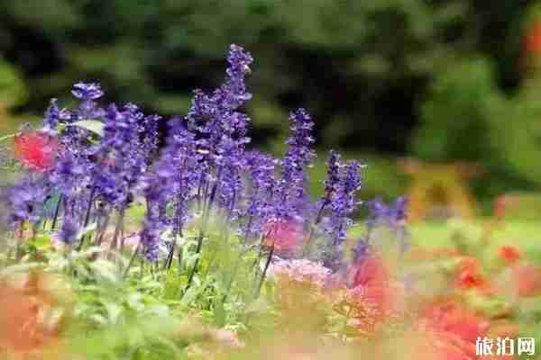 山東薰衣草花海在哪里看