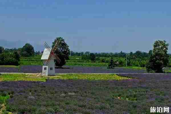 西安周邊哪里有薰衣草可以看 西安周邊哪里有薰衣草可以看