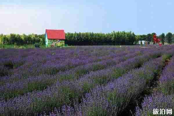 西安周邊哪里有薰衣草可以看 西安周邊哪里有薰衣草可以看
