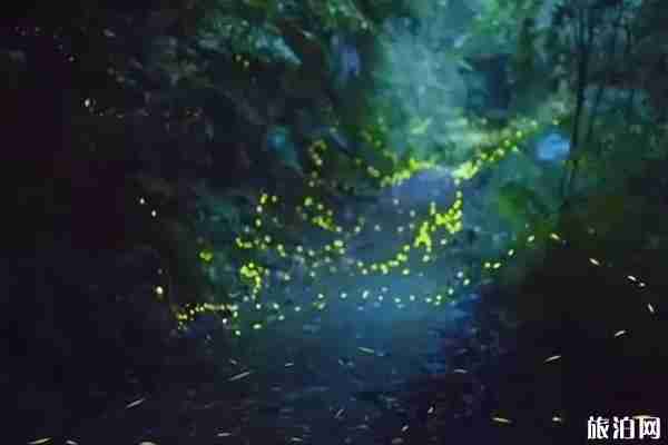 成都周邊看螢火蟲的地方推薦+攻略 成都周邊看螢火蟲的地方推薦+攻略