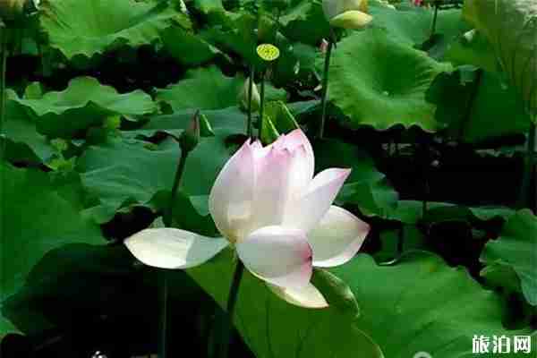 2019上杭才溪荷花文化旅游節6月29日開啟 2019上杭才溪荷花文化旅游節6月29日開啟