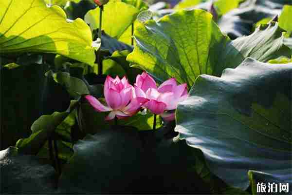 2019上杭才溪荷花文化旅游節6月29日開啟 2019上杭才溪荷花文化旅游節6月29日開啟