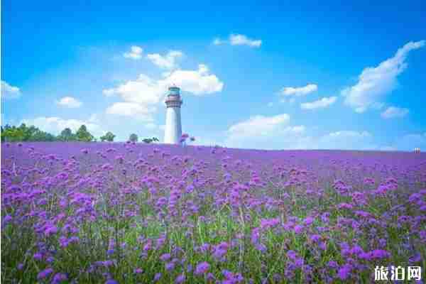 成都周邊哪里可以看薰衣草+觀賞攻略