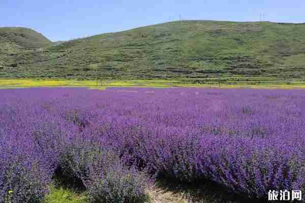 成都周邊哪里可以看薰衣草+觀賞攻略