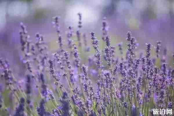 成都周邊哪里可以看薰衣草+觀賞攻略
