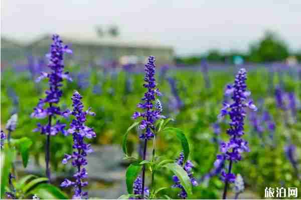 成都周邊哪里可以看薰衣草+觀賞攻略