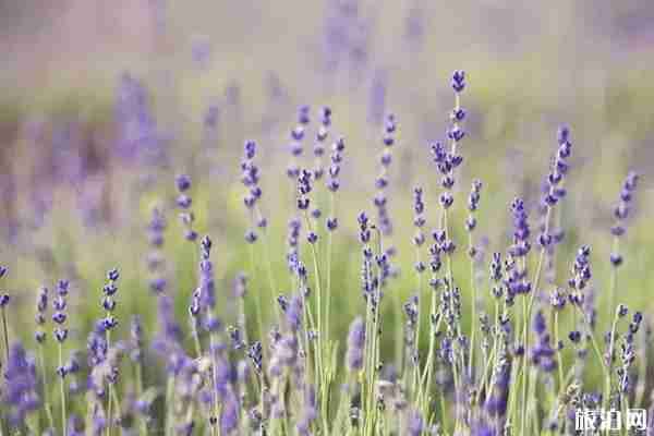 成都周邊哪里可以看薰衣草+觀賞攻略