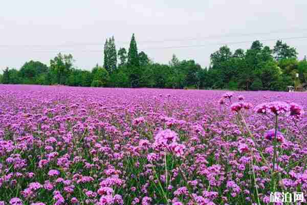 成都周邊哪里可以看薰衣草+觀賞攻略