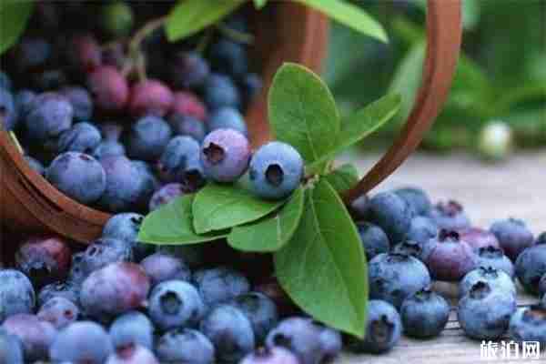 上虞藍莓采摘基地推薦 附電話號碼