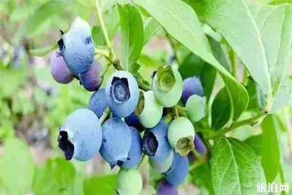 上虞藍莓采摘基地推薦 附電話號碼