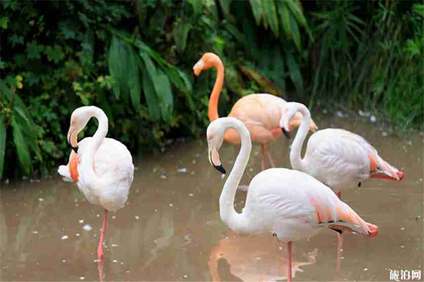 重慶動物園有熊貓嗎 2019重慶動物園門票優(yōu)惠政策