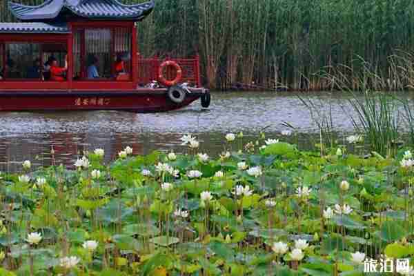 徐州荷花觀賞地點推薦