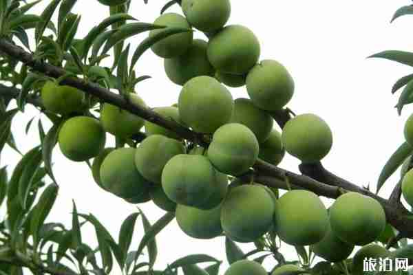 重慶李子去哪采摘 2019重慶李子采摘園地址+交通+品種 重慶李子去哪采摘 2019重慶李子采摘園地址+交通+品種